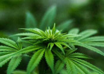El CBD, el cannabis que no “coloca”, podría convertirse en aliado contra el Alzheimer