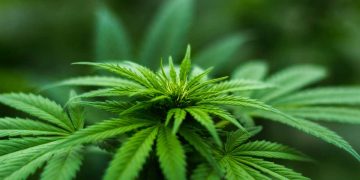 El CBD, el cannabis que no “coloca”, podría convertirse en aliado contra el Alzheimer