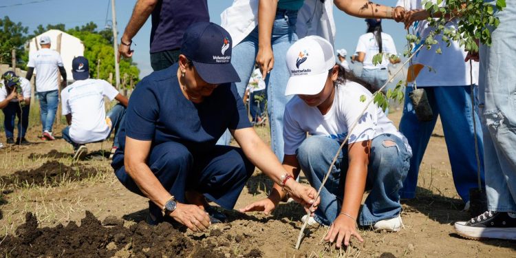 Banreservas impulsa reforestación con siembra de 1,500 caobas criollas en Navarrete