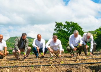 INTABACO lanza la Cosecha Tabacalera 2025-2026 con la siembra de más de 160 mil tareas en todo el país