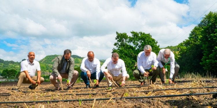 INTABACO lanza la Cosecha Tabacalera 2025-2026 con la siembra de más de 160 mil tareas en todo el país