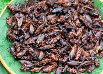 Expertos recomiendan incorporar insectos en la dieta por su alto valor nutritivo y sostenibilidad