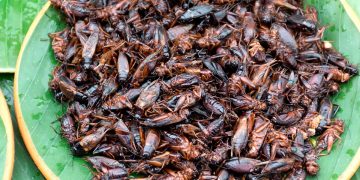 Expertos recomiendan incorporar insectos en la dieta por su alto valor nutritivo y sostenibilidad