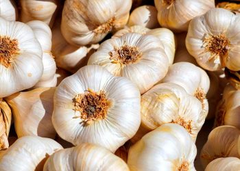 Estudio del CSIC sugiere que el ajo podría contribuir a una vida más larga y saludable