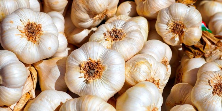 Estudio del CSIC sugiere que el ajo podría contribuir a una vida más larga y saludable