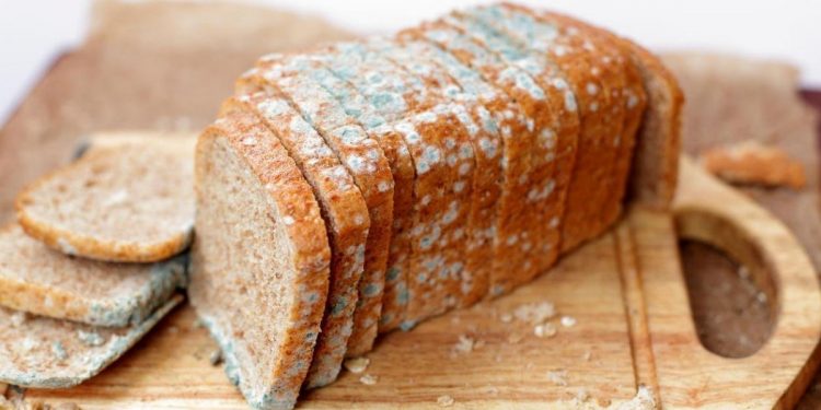 Moho en los alimentos: cuándo es mejor desecharlos y en qué casos pueden aprovecharse sin riesgo