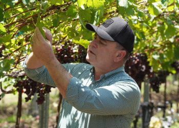 Producción agropecuaria dominicana registra cifras récord en los últimos 25 años