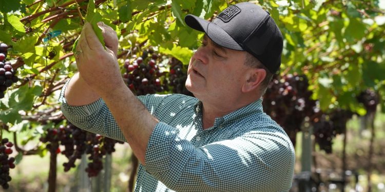 Producción agropecuaria dominicana registra cifras récord en los últimos 25 años