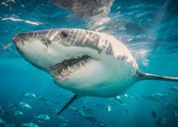 Autoridades alertan por avistamientos de tiburones en playas de Nueva York