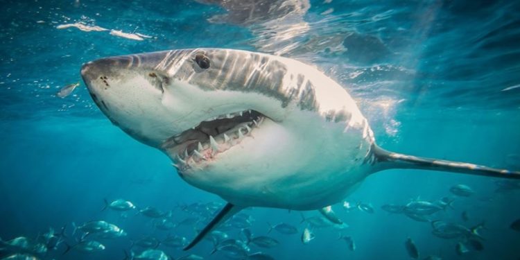 Autoridades alertan por avistamientos de tiburones en playas de Nueva York