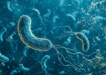Bacterias “come carne” en el mar: quiénes tienen mayor riesgo y cuáles son las señales de alerta