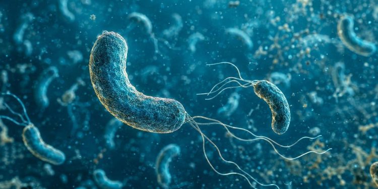Bacterias “come carne” en el mar: quiénes tienen mayor riesgo y cuáles son las señales de alerta