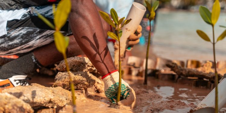 Manglares de Boca Chica logran 86 % de supervivencia tras un año de restauración