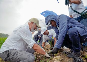 Propeep inicia recuperación ambiental del río Ozama con siembra de manglar rojo