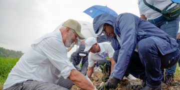 Propeep inicia recuperación ambiental del río Ozama con siembra de manglar rojo