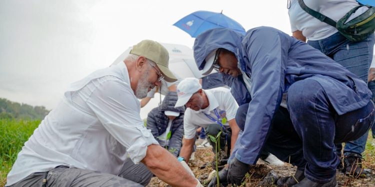 Propeep inicia recuperación ambiental del río Ozama con siembra de manglar rojo