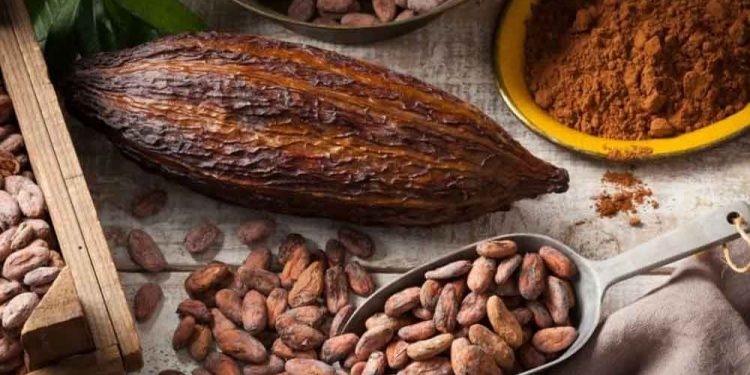 Santiago se prepara para celebrar la sexta edición del Festival del Chocolate Dominicano